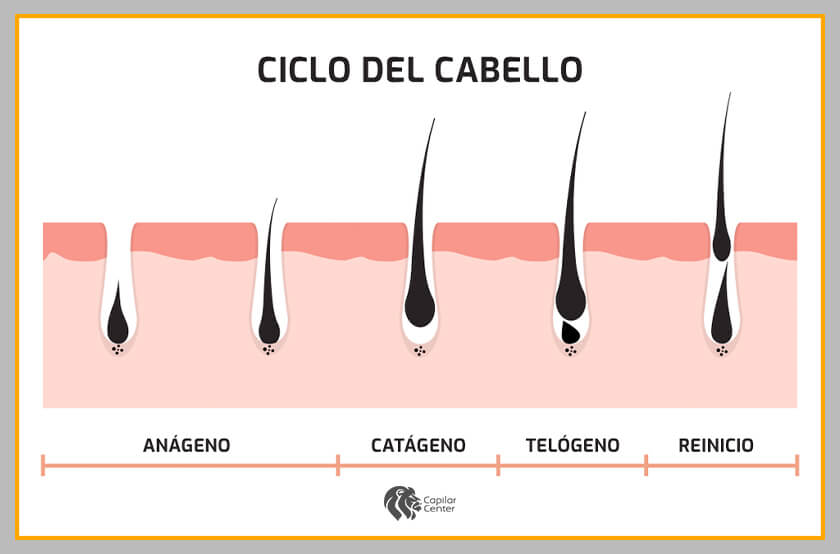 ¿Cuáles son las etapas de ciclo del cabello?